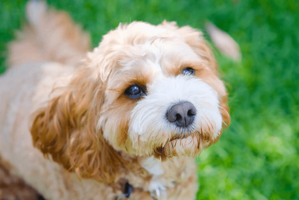Sunny, the MyBudget family dog, enjoying time outdoors, highlighting the ongoing costs of pet ownership in New Zealand.