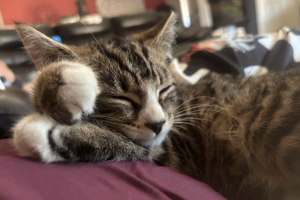 A tabby kitten sleeping peacefully, highlighting the lifelong commitment and ongoing costs of cat ownership in New Zealand.